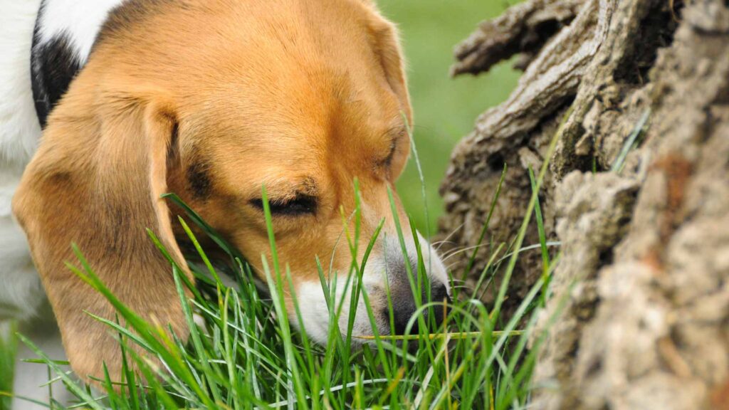 why do dogs eat grass