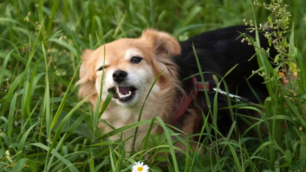 why do dogs eat grass