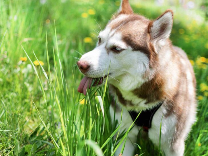 why do dogs eat grass