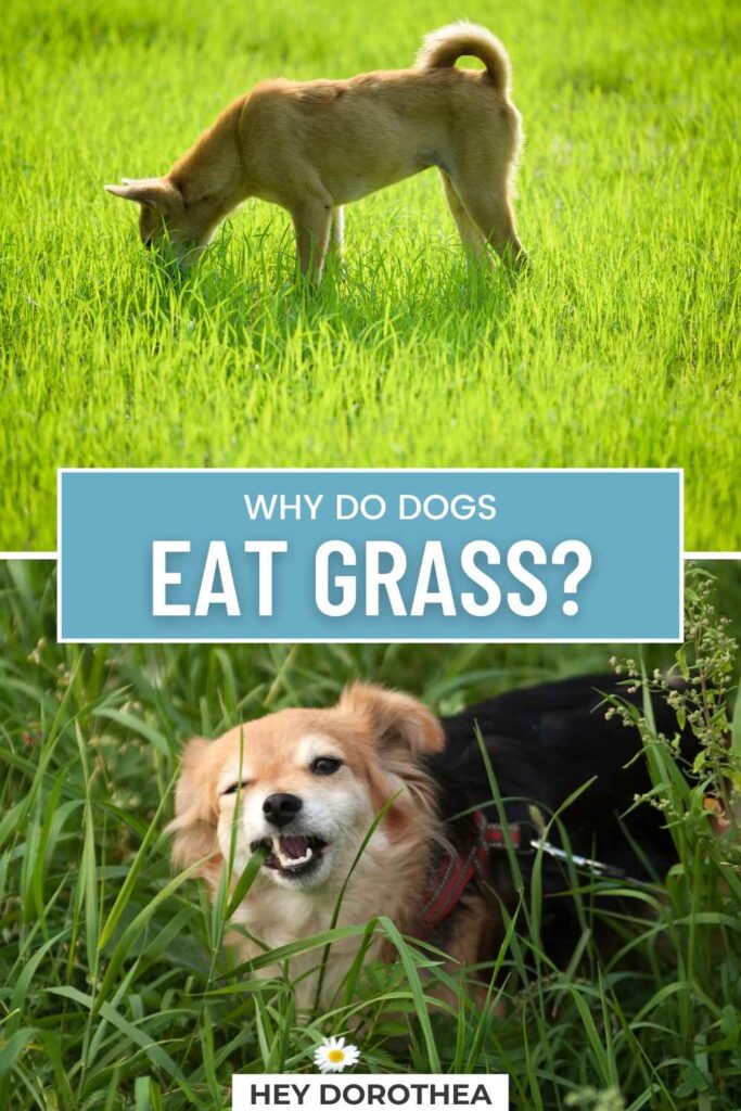 why do dogs eat grass pin