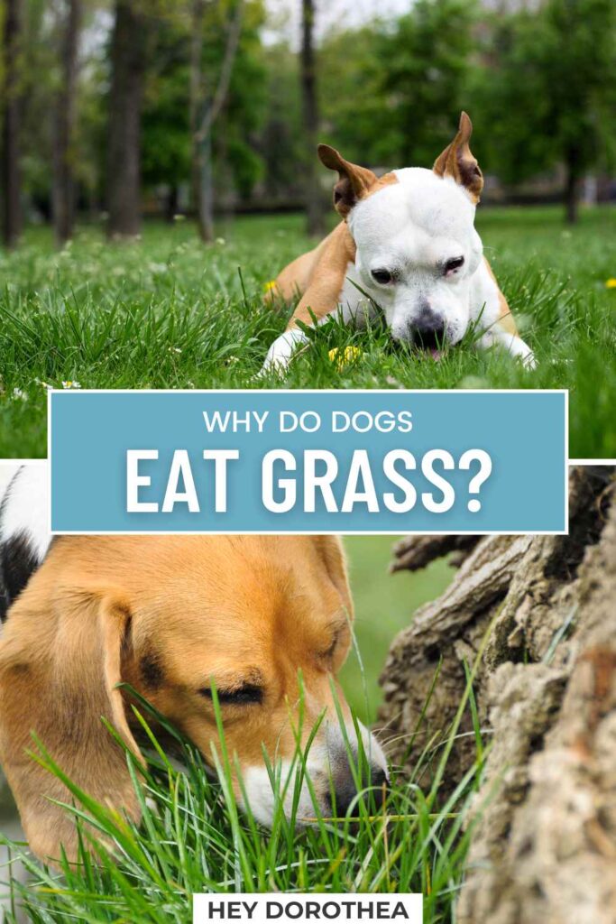 why do dogs eat grass pin