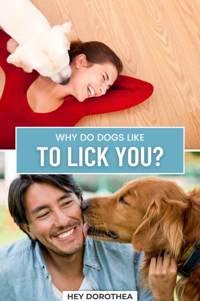 why do dogs lick you pin