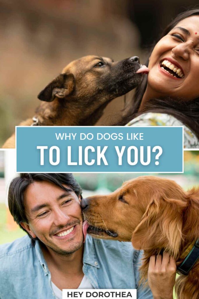 why do dogs lick you pin