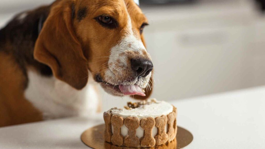 Can Dogs Eat Cake?