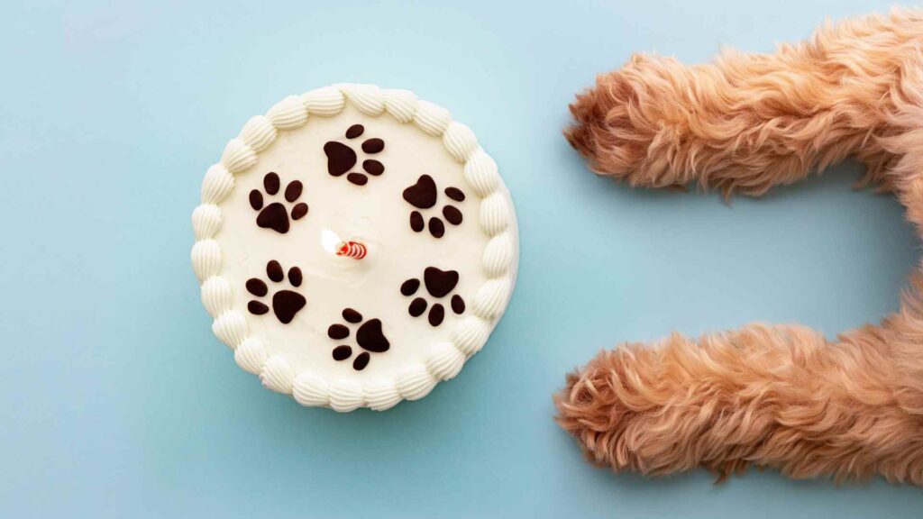 Can Dogs Eat Cake?