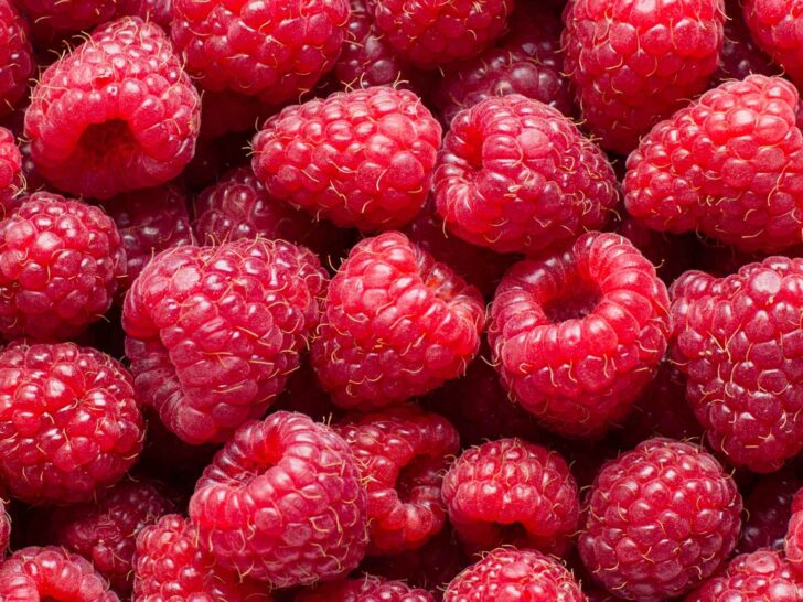 Can Dogs Eat Raspberries?