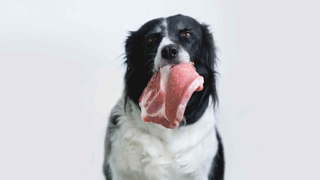 Can Dogs Eat Steak?