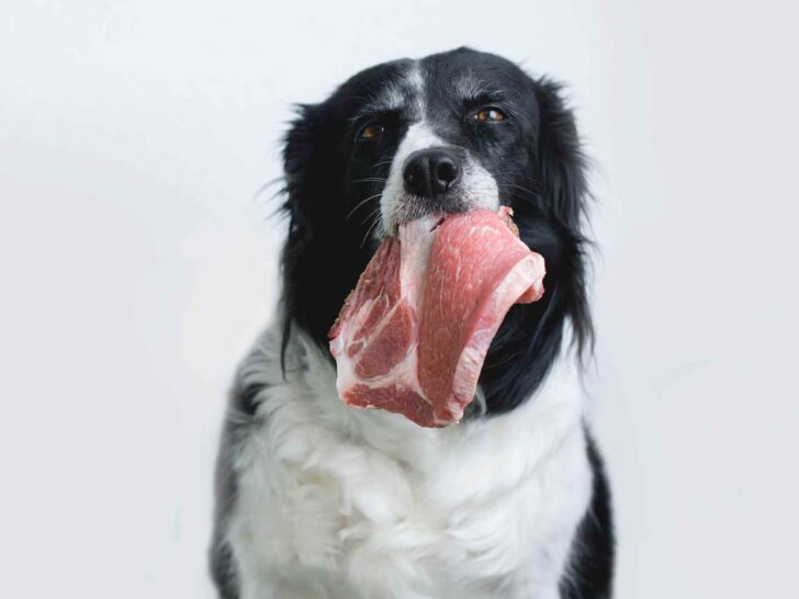 Can Dogs Eat Steak?