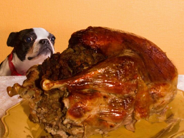 Can Dogs Eat Turkey?