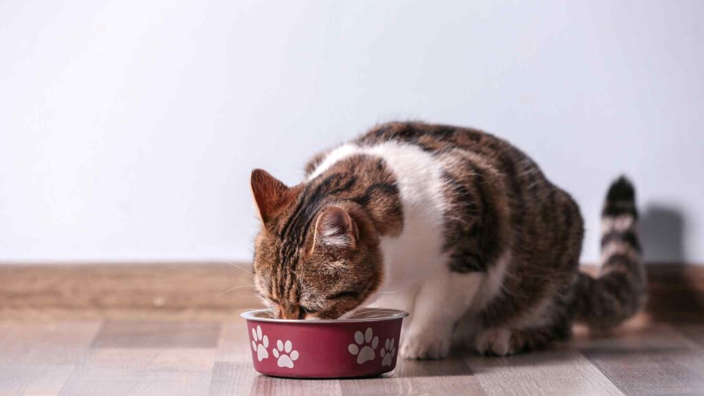 can cats eat dog food