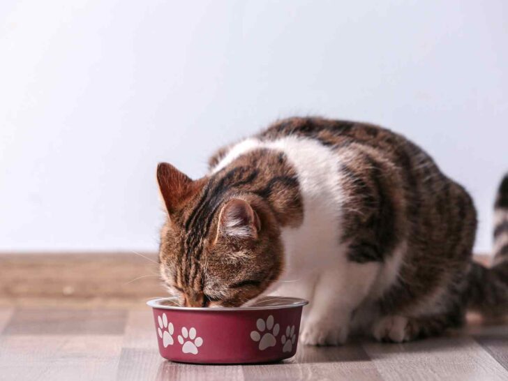 can cats eat dog food